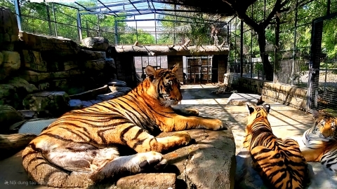 Two dead tiger samples at Mango Garden tourist area tested positive for influenza A/H5N1 virus